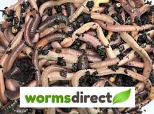 Lob worms garden for sale  IPSWICH
