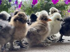 silkie mix chickens for sale  Chillicothe