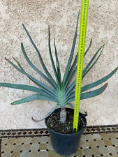 Aloe plicatilis d'occasion  Grenoble-