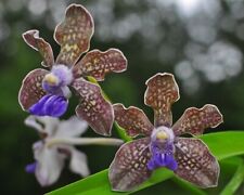 Orchid Vanda tessellata Mad Happenings Fragrant for sale  Shipping to South Africa
