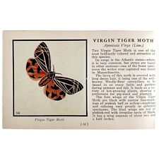 Virgin tiger moth for sale  Cambridge