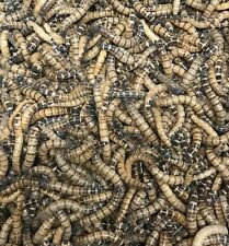 100 large superworms for sale  Warner Robins