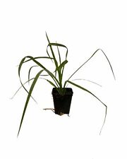 yucca pianta artificiale usato  Terlizzi