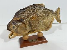 Real taxidermy piranha for sale  Hollywood