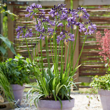 Agapanthus poppin purple for sale  PETERBOROUGH