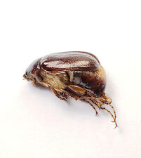 May Beetle: Phyllophaga implicata (Scarabaeidae) coleóptero de EE. UU., usado segunda mano  Embacar hacia Argentina