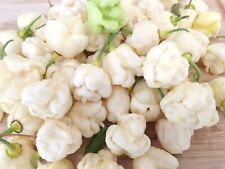 Semillas de chile Moruga blanco - 10 semillas de pimienta Moruga blanca fresca segunda mano  Embacar hacia Argentina