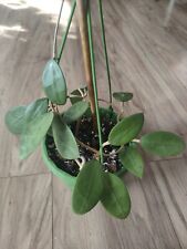 Hoya verticillata large for sale  CANNOCK