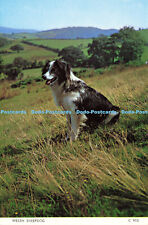 D184722 welsh sheepdog. for sale  WARLINGHAM
