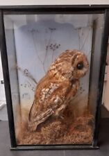 Taxidermy tawny owl for sale  HAILSHAM