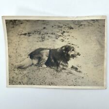 Vintage photo collie for sale  Watertown