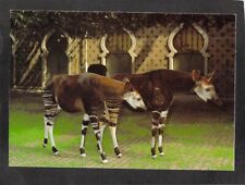 B7464 animals okapi d'occasion  Expédié en Belgium