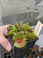 Dionaea muscipula miss d'occasion  Montenois