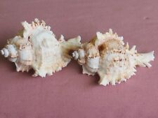 Used, Two { 2 } Real Murex Sea Shells - Unique Shell Décor for Table Display . for sale  Shipping to South Africa