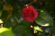 Camellia sasanqua shishi for sale  Shipping to Ireland