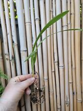 Date palm seedlings for sale  PEACEHAVEN