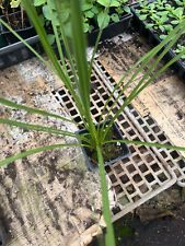 plants dracaena deremensis for sale  Crosby