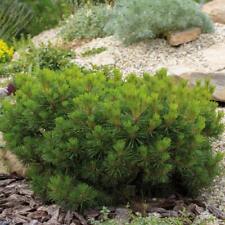 Pinus mugo evergreen for sale  IPSWICH