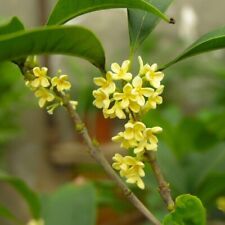 Gold sweet osmanthus for sale  Aumsville