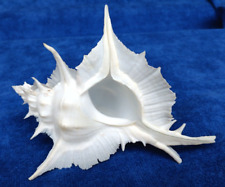 RARE LARGE Siratus Alabaster Murex Seashell for sale  Shipping to South Africa
