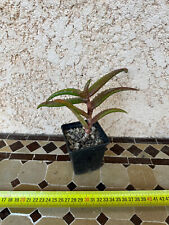 Aloe mawii d'occasion  Grenoble-
