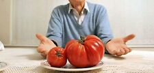 Behemoth giant tomato for sale  Buchanan