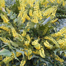 Mahonia media winter d'occasion  Pouzauges