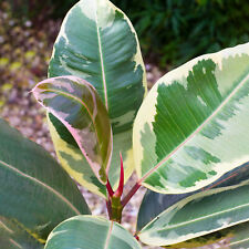 Vibrant ficus tineke for sale  UK