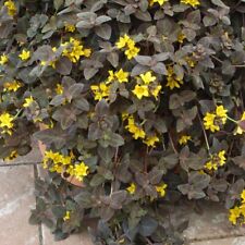 Lysimachia midnight sun for sale  SCUNTHORPE