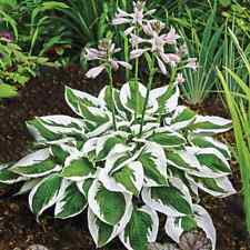 Patriot Variegated Foliage Hosta - LIVE PLANT, used for sale  Shipping to South Africa