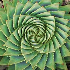 large grown green aloe plant for sale  San Francisco