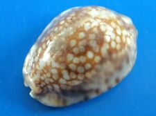 Cypraea depressa tahiti d'occasion  Brioude