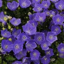 Campanula pearl deep for sale  BECCLES