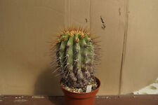 Copiapoa gigantea succulent for sale  Shipping to Ireland