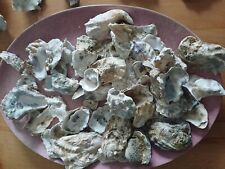Muschel kilo perlmutt gebraucht kaufen  Süderlügum
