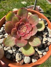 Aeonium firefox variegated gebraucht kaufen  Gottmadingen