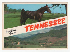 Tarjeta postal vintage de saludos desde Tennessee Banner caballo vista panorámica TN segunda mano  Embacar hacia Argentina