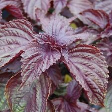 Perilla shiso rosso for sale  Shipping to Ireland