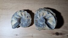 Fosilien ammonit 8x7 gebraucht kaufen  Wangen