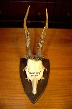 ANTIQUE ROE EUROPEAN DEER ANTLERS HUNTING HUNTER TROPHY TAXIDERMY 1959 GERMANY for sale  Shipping to South Africa