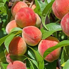 Peach tree seeds for sale  TRURO