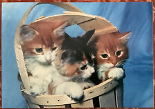 Cute kittens kitten for sale  HUDDERSFIELD