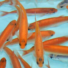 English bred gold for sale  SOLIHULL