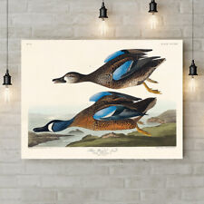 Blue winged teal for sale  PLYMOUTH