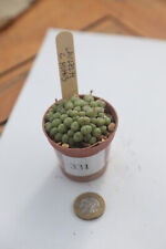 conophytum for sale  NORWICH