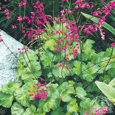 Used, Coral Bells- Heuchera- Mix- 50 Seeds- BOGO 50% off SALE for sale  Shipping to South Africa