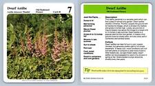 Dwarf Astilbe #40 Old-Fashioned - My Green Gardens 1987 Cardmark Card for sale  Shipping to South Africa