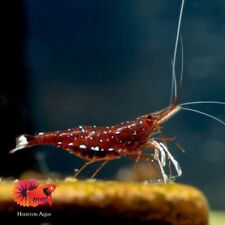 Pack sulawesi cardinal for sale  Houston