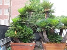 Giant sago palms for sale  San Gabriel