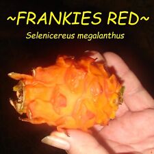 ~FRUTA DO DRAGÃO ANÃO LARANJA~ Selenicereus megalanthus aka ~FRANQUIAS VERMELHAS~ 10 SEMENTES comprar usado  Enviando para Brazil